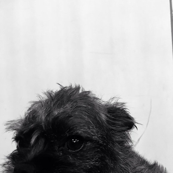 Your Fabulous Posher, Naye - Picture 3 of 6